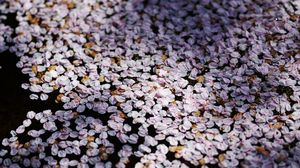 Preview wallpaper flowers, petals, shadows, background