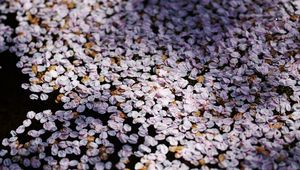 Preview wallpaper flowers, petals, shadows, background
