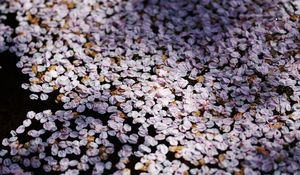 Preview wallpaper flowers, petals, shadows, background