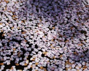 Preview wallpaper flowers, petals, shadows, background