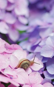 Preview wallpaper flowers, petals, snail, bright