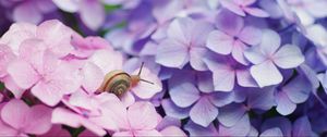 Preview wallpaper flowers, petals, snail, bright