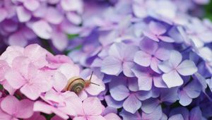 Preview wallpaper flowers, petals, snail, bright