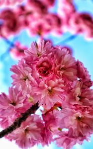 Preview wallpaper flowers, petals, spring, bloom, pink