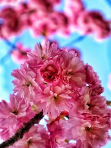 Preview wallpaper flowers, petals, spring, bloom, pink
