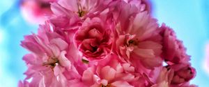 Preview wallpaper flowers, petals, spring, bloom, pink