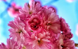 Preview wallpaper flowers, petals, spring, bloom, pink