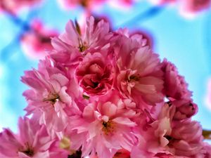 Preview wallpaper flowers, petals, spring, bloom, pink