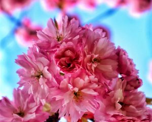 Preview wallpaper flowers, petals, spring, bloom, pink