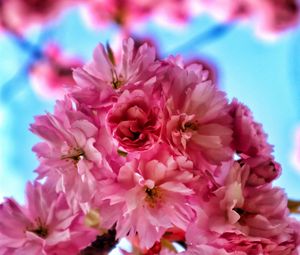 Preview wallpaper flowers, petals, spring, bloom, pink