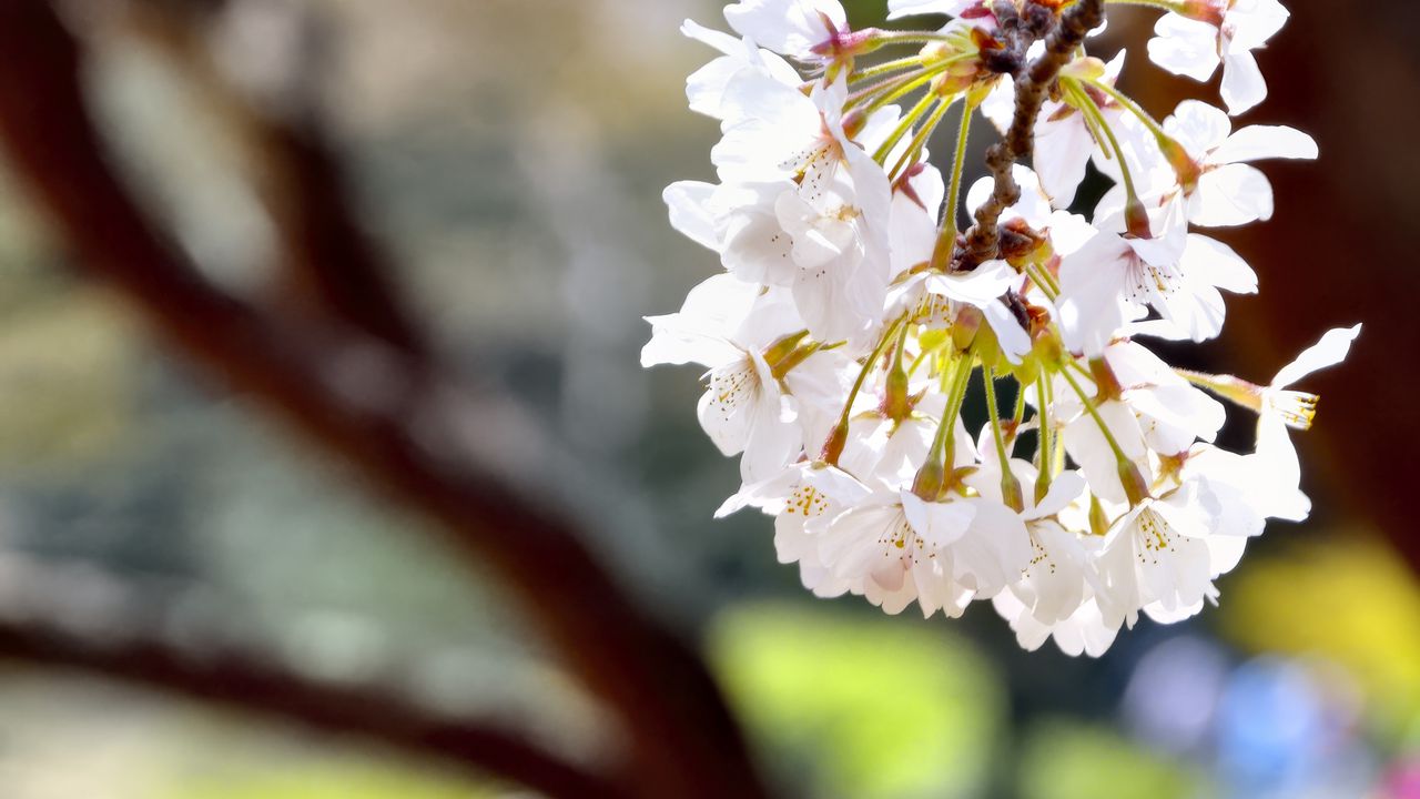 Wallpaper flowers, petals, spring, blooming, blur, white