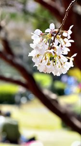 Preview wallpaper flowers, petals, spring, blooming, blur, white