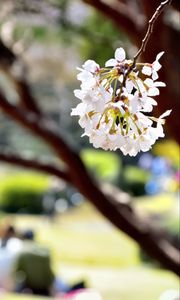 Preview wallpaper flowers, petals, spring, blooming, blur, white