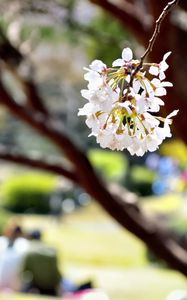 Preview wallpaper flowers, petals, spring, blooming, blur, white