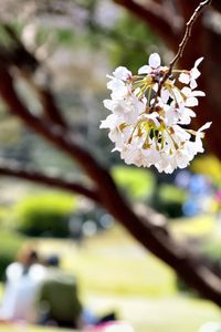 Preview wallpaper flowers, petals, spring, blooming, blur, white