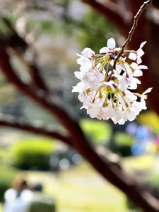 Preview wallpaper flowers, petals, spring, blooming, blur, white