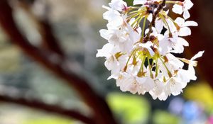 Preview wallpaper flowers, petals, spring, blooming, blur, white