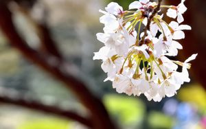 Preview wallpaper flowers, petals, spring, blooming, blur, white