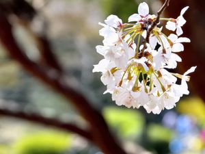 Preview wallpaper flowers, petals, spring, blooming, blur, white