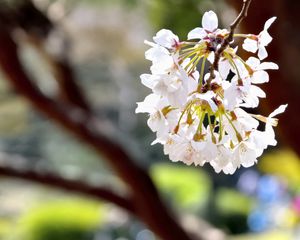 Preview wallpaper flowers, petals, spring, blooming, blur, white