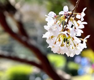 Preview wallpaper flowers, petals, spring, blooming, blur, white