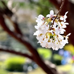 Preview wallpaper flowers, petals, spring, blooming, blur, white