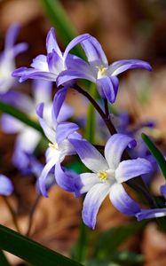 Preview wallpaper flowers, petals, spring, macro, purple