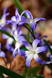 Preview wallpaper flowers, petals, spring, macro, purple