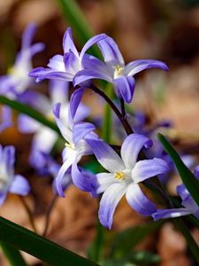 Preview wallpaper flowers, petals, spring, macro, purple