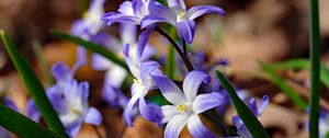 Preview wallpaper flowers, petals, spring, macro, purple