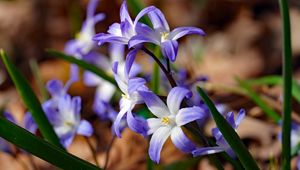 Preview wallpaper flowers, petals, spring, macro, purple