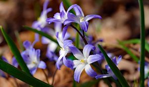 Preview wallpaper flowers, petals, spring, macro, purple
