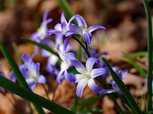 Preview wallpaper flowers, petals, spring, macro, purple