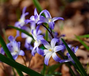 Preview wallpaper flowers, petals, spring, macro, purple