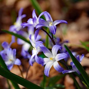 Preview wallpaper flowers, petals, spring, macro, purple