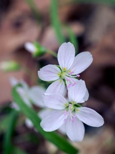 Preview wallpaper flowers, petals, stamens, white