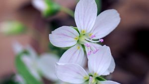 Preview wallpaper flowers, petals, stamens, white