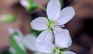 Preview wallpaper flowers, petals, stamens, white