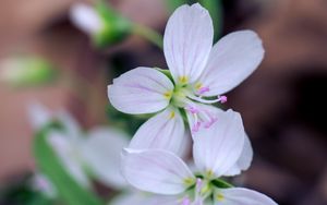 Preview wallpaper flowers, petals, stamens, white