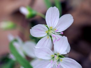 Preview wallpaper flowers, petals, stamens, white