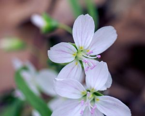 Preview wallpaper flowers, petals, stamens, white