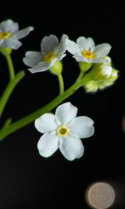 Preview wallpaper flowers, petals, stem, white, bokeh, macro