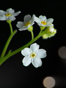 Preview wallpaper flowers, petals, stem, white, bokeh, macro