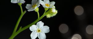 Preview wallpaper flowers, petals, stem, white, bokeh, macro