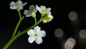 Preview wallpaper flowers, petals, stem, white, bokeh, macro