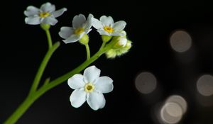 Preview wallpaper flowers, petals, stem, white, bokeh, macro