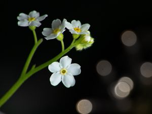 Preview wallpaper flowers, petals, stem, white, bokeh, macro