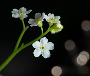 Preview wallpaper flowers, petals, stem, white, bokeh, macro