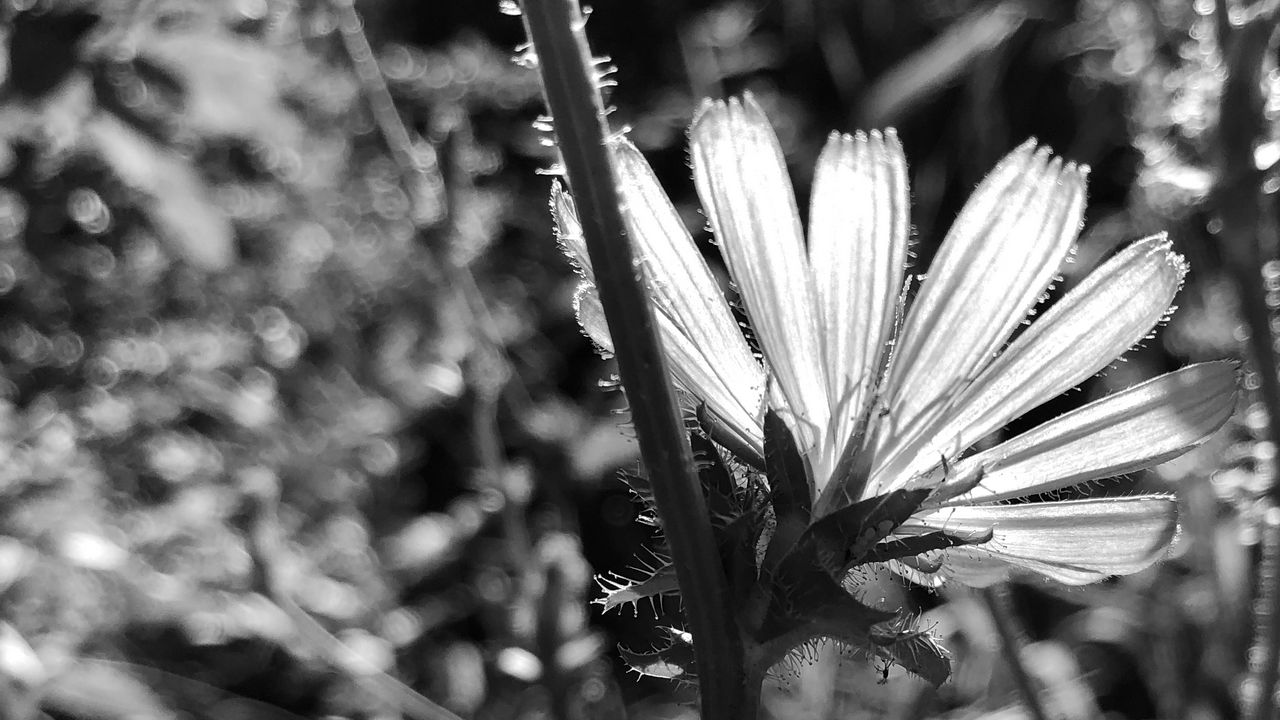 Wallpaper flowers, petals, stems, bw