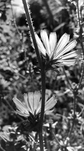 Preview wallpaper flowers, petals, stems, bw